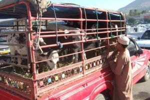Animals arriving at the souk