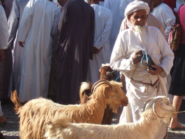 goats 55