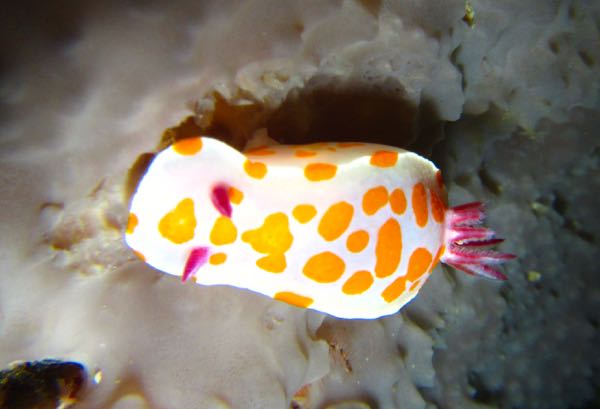 Dive Nudi