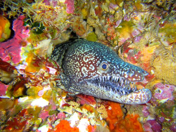 Dive eel