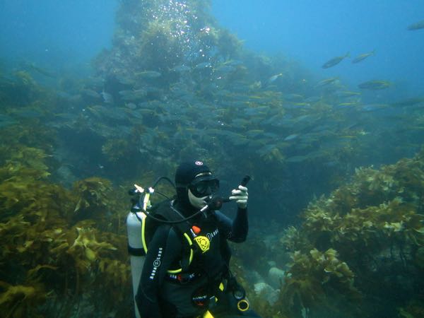 Dive fish