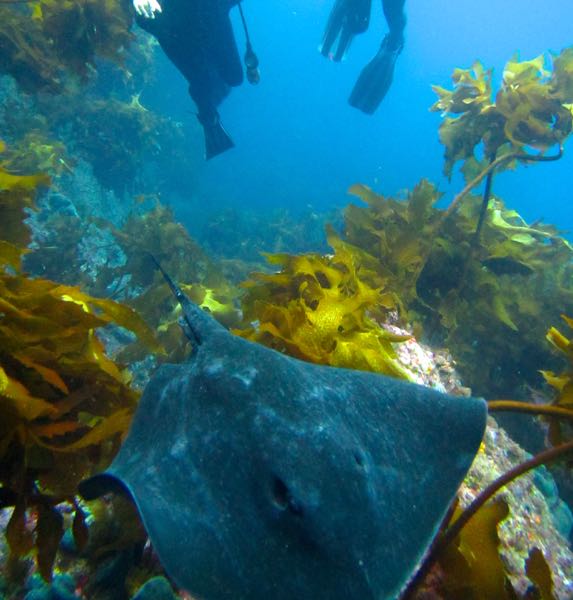 Dive ray