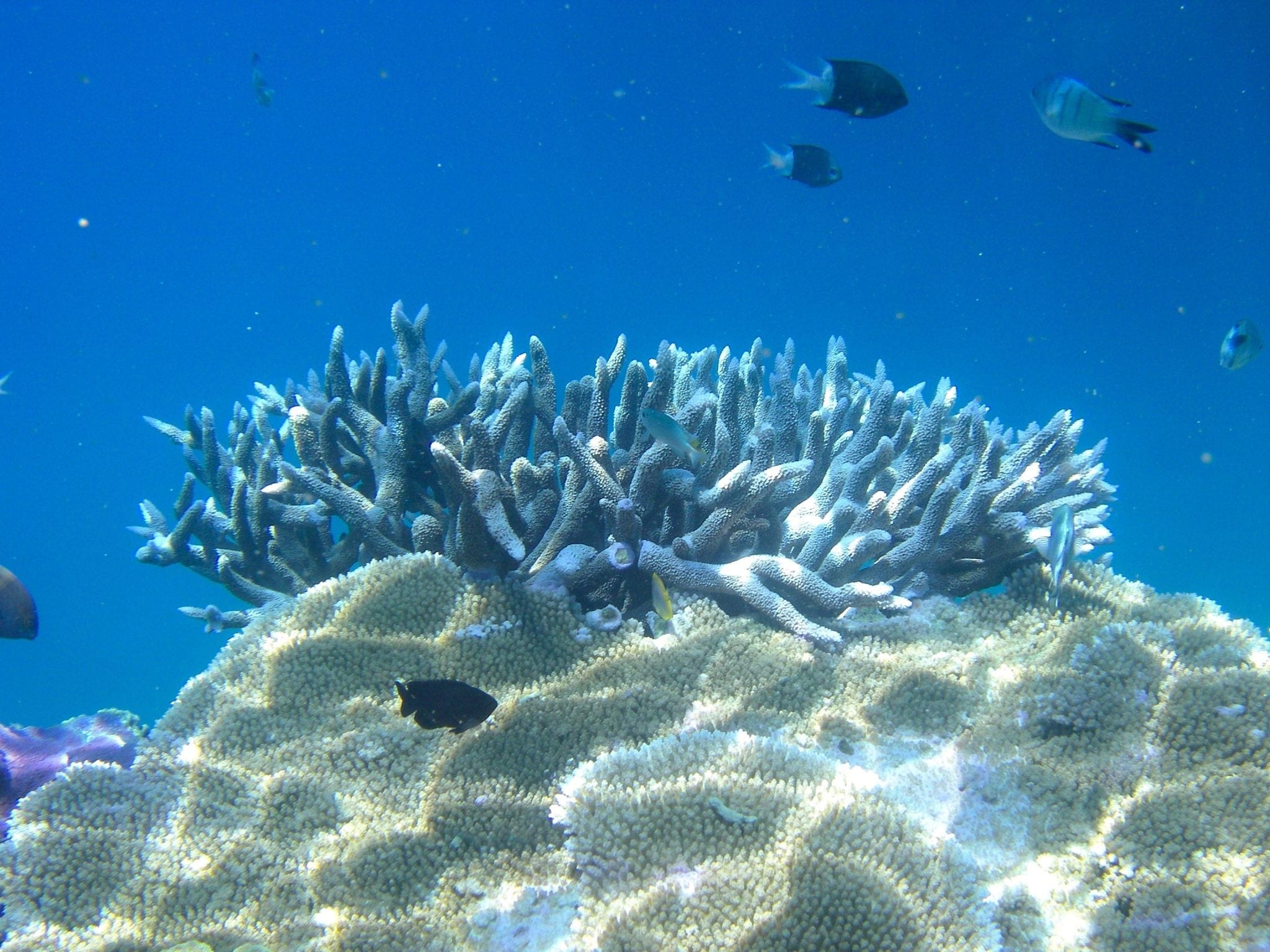 Whitsundays - coral-2