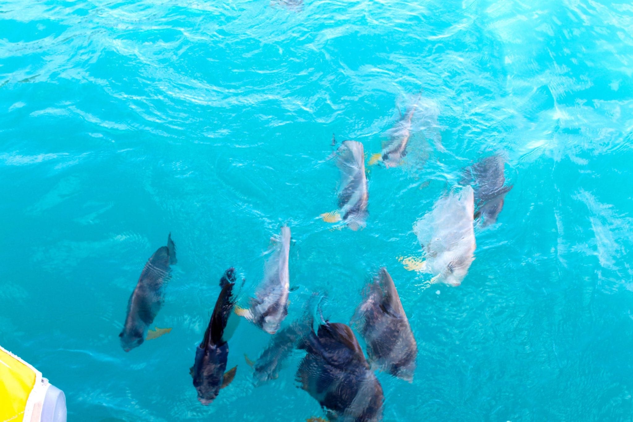 Whitsundays - feeding the fish-2