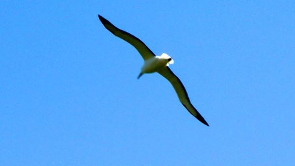 Albatross