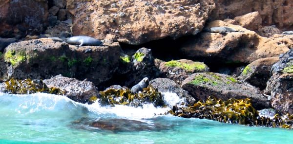 Fur seals 2