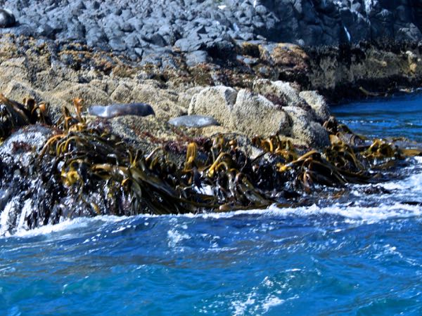 Fur seals