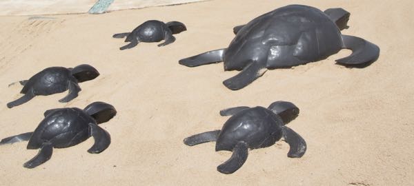 c turtle